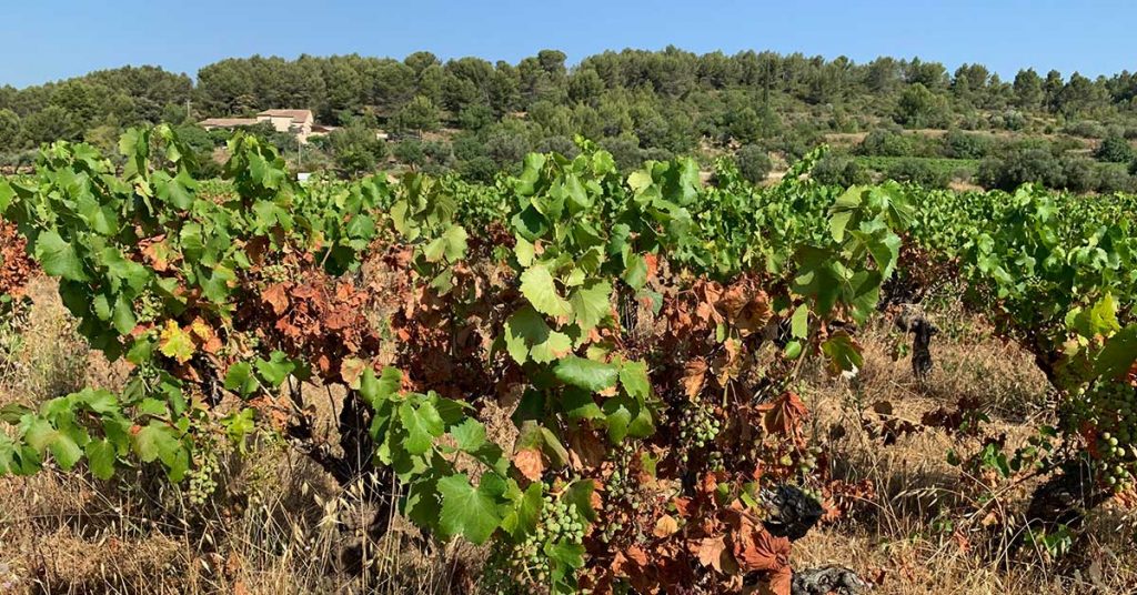 Le defi du climat pour la viticulture