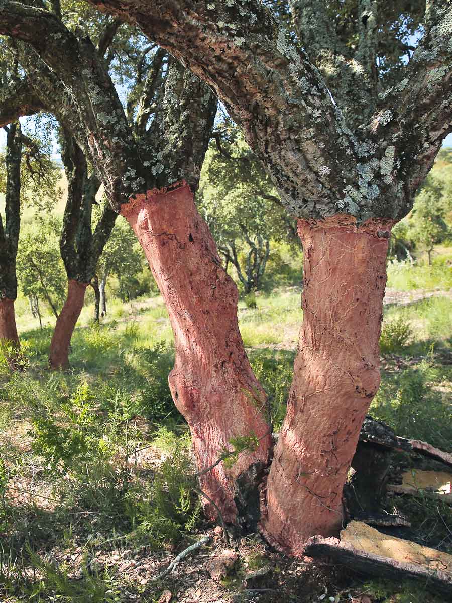 Bouchon en liège versus capsule à vis : une influence sur la qualité du vin  ?