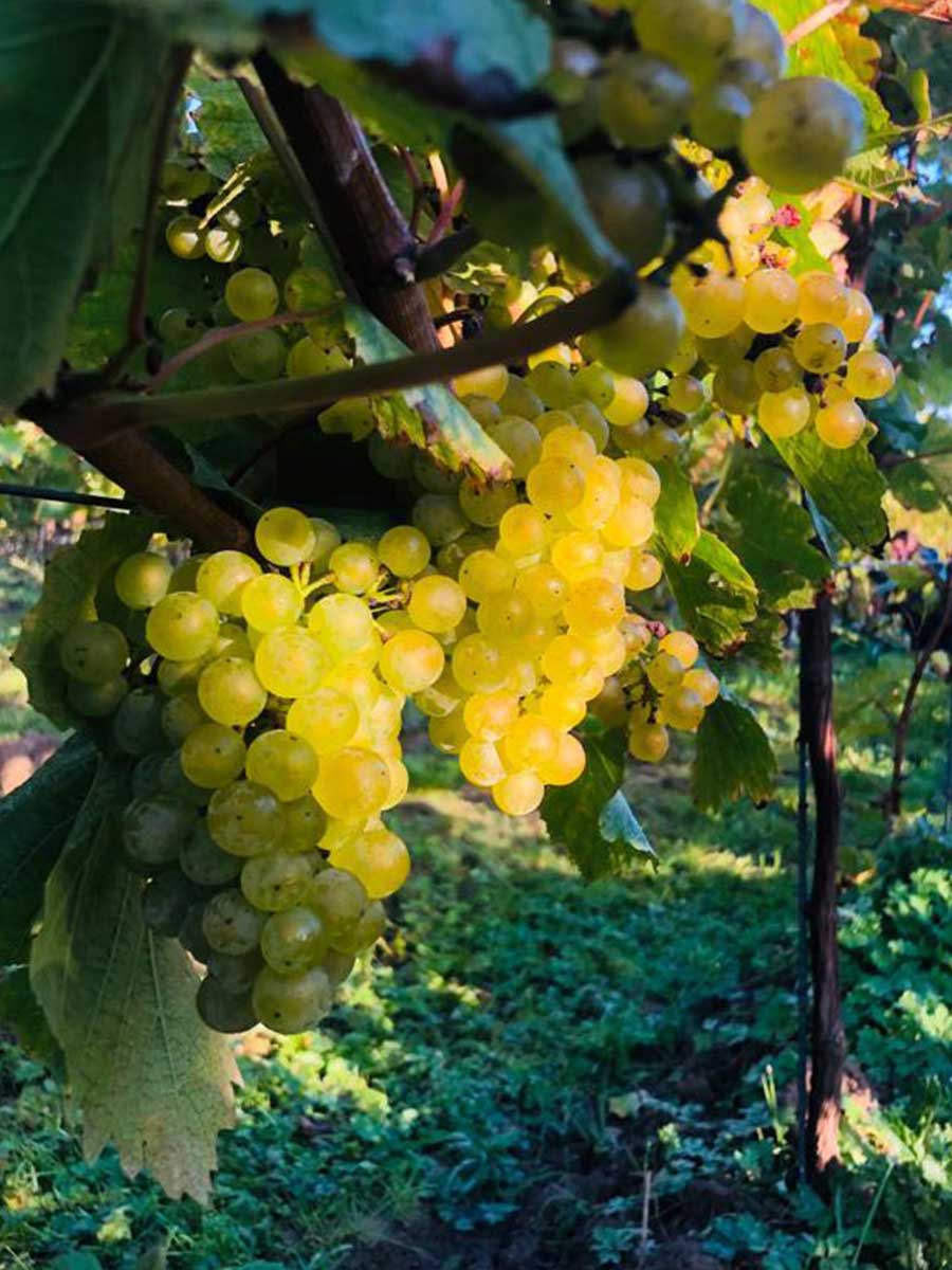 vin de liege tour de tilice vigne