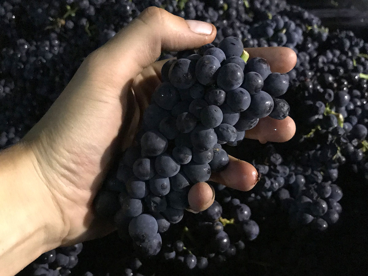 domaine vincent pinard raisins