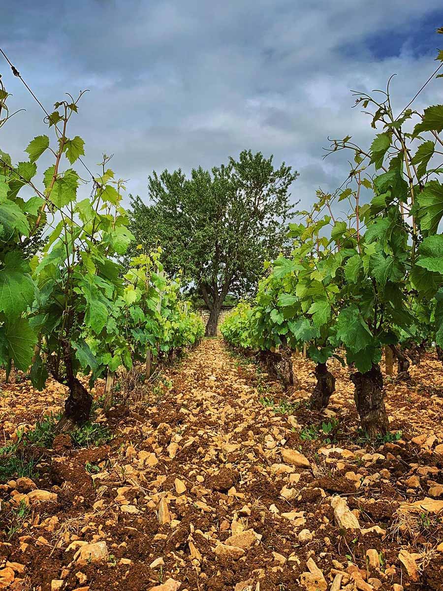 morey coffinet chassagne montrachet