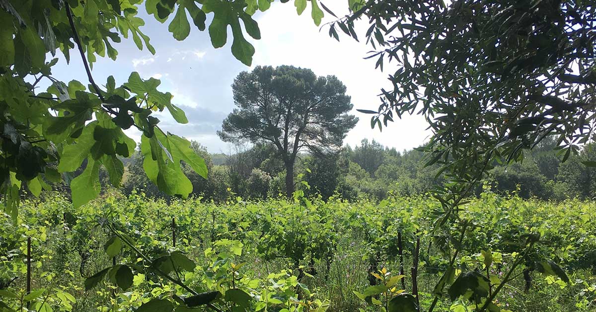 villa tempora pezenas languedoc