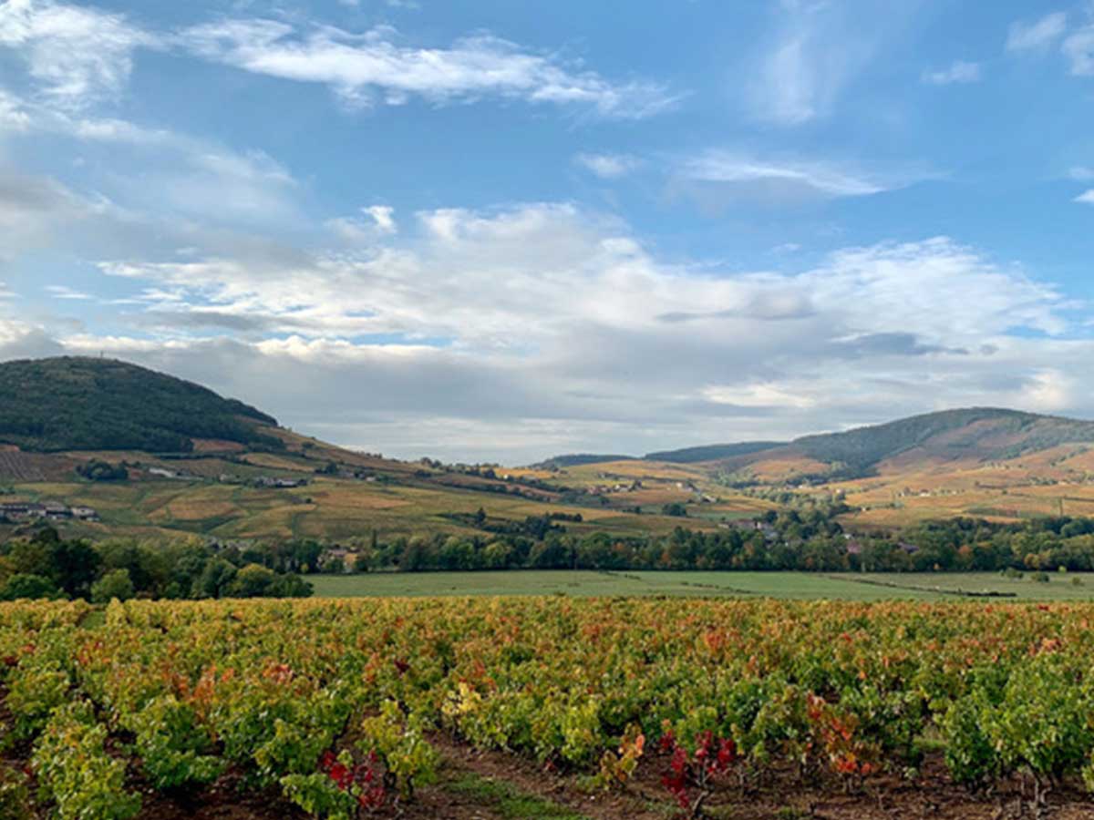 beaujolais mont brouilly