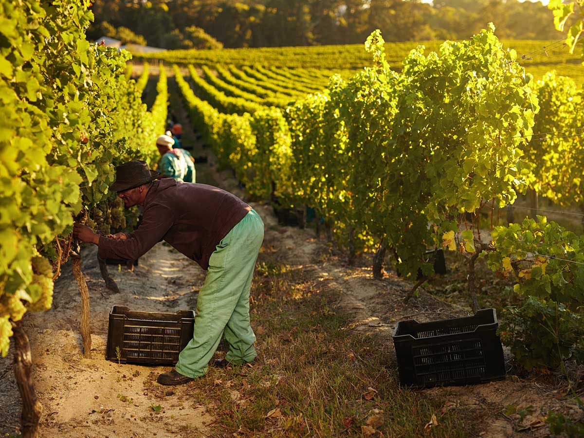 vendanges