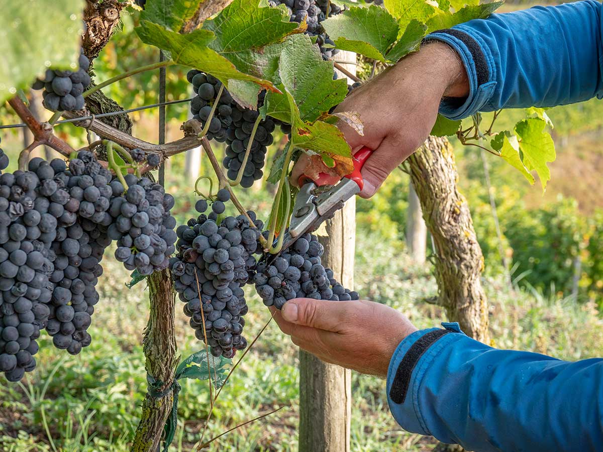 vendanges manuelles