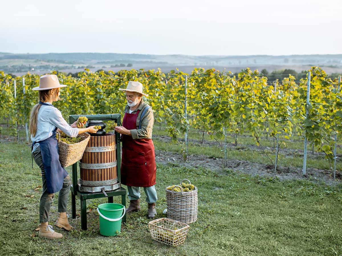 vendanges ambiance