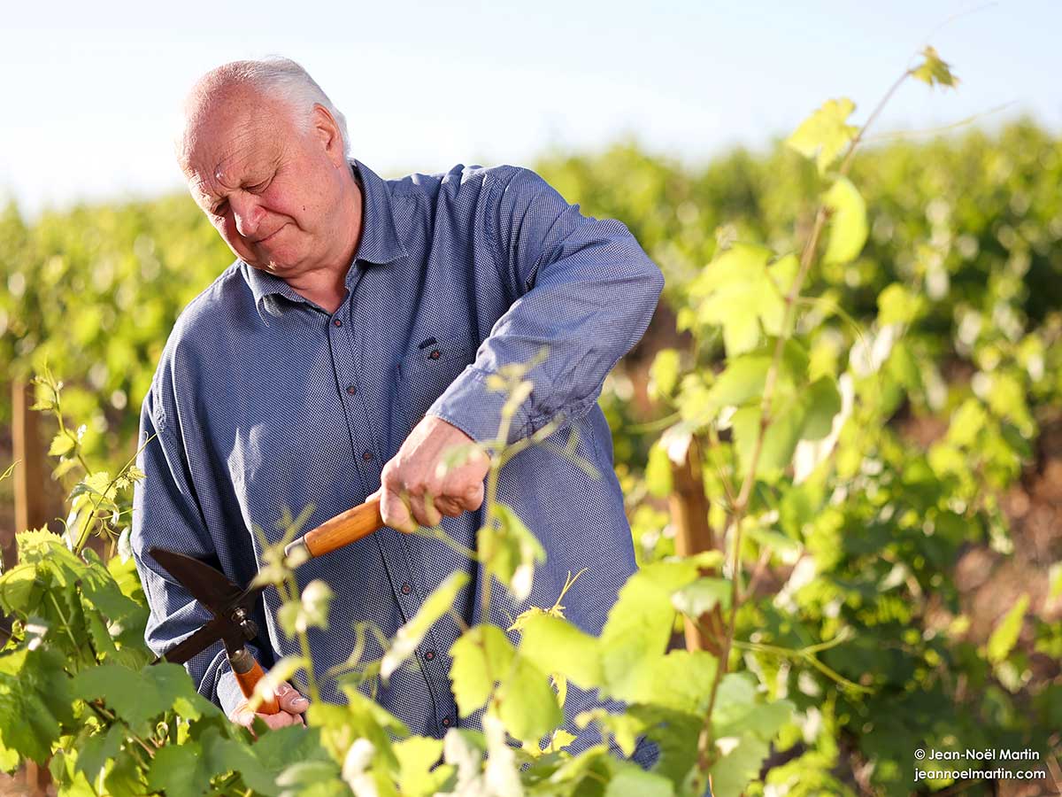 beaujolais domaine des terres dorees