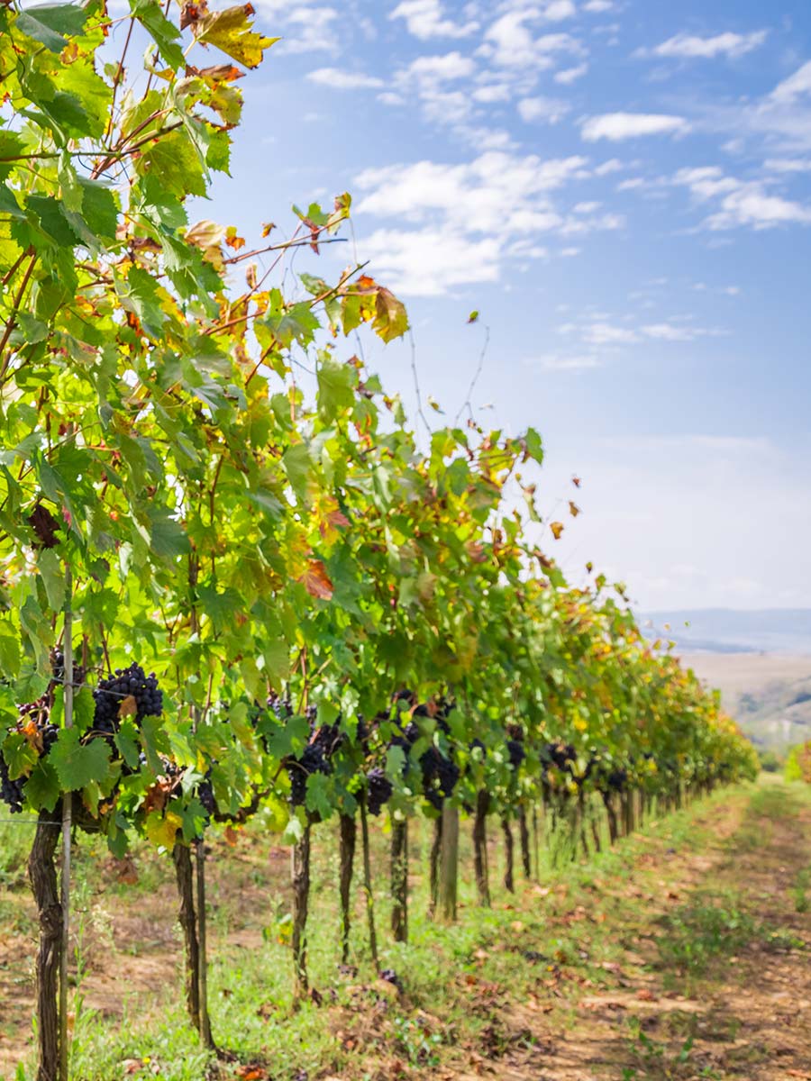 vins bios biodynamiques durables