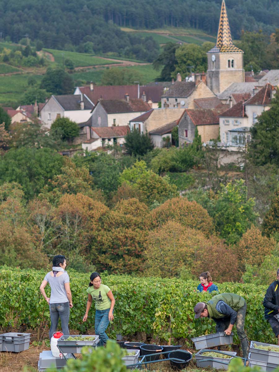 domaine chantereves bourgogne