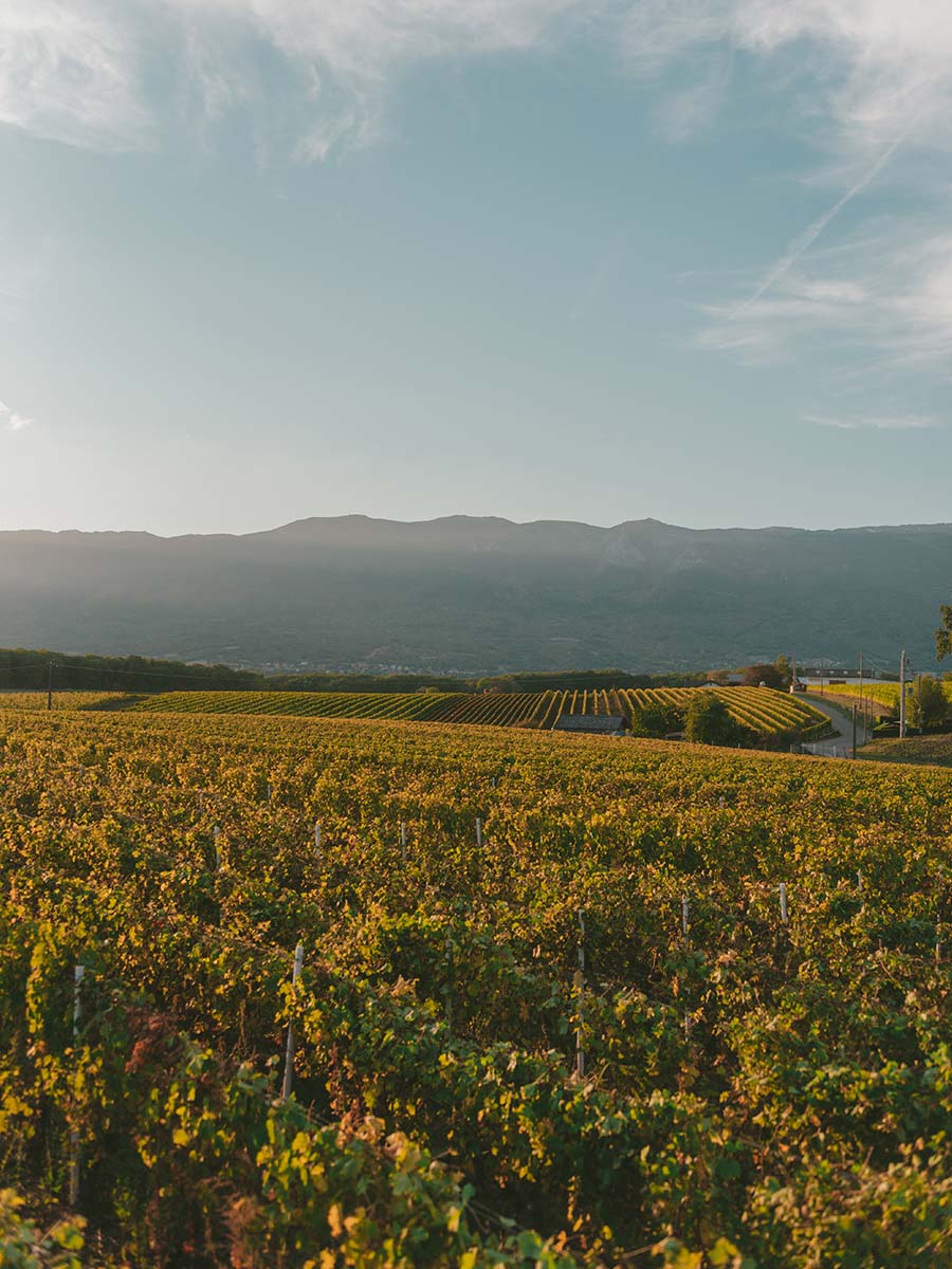 vignoble bourgogne